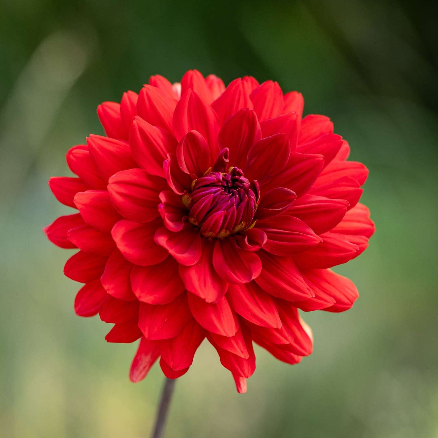 Dahlia 'Karma Amora'